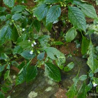 Strobilanthes lupulina Nees